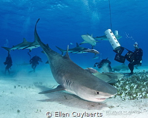 Bow down Emma
'Emma' is a well known tiger sharks at Tig... by Ellen Cuylaerts 